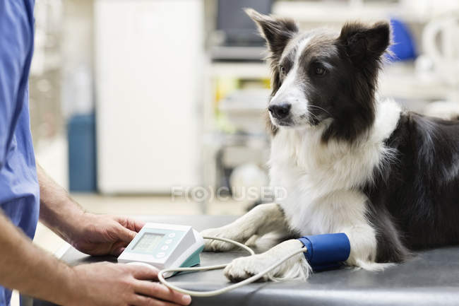 Tierarzt untersucht Hund in Tierarztpraxis — Stockfoto