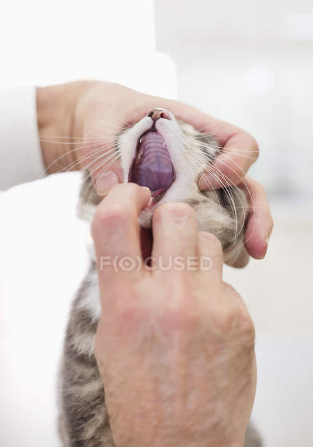 Veterinário examinando a boca de gato em cirurgia veterinária — Fotografia de Stock
