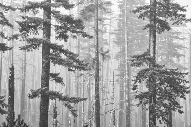Neve coberto de árvores na floresta, preto e branco — Fotografia de Stock