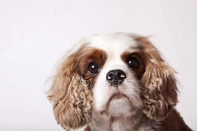 Primo piano del volto del cane su sfondo bianco — Foto stock