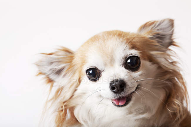 Primer plano de la cara de perro chihuahua - foto de stock