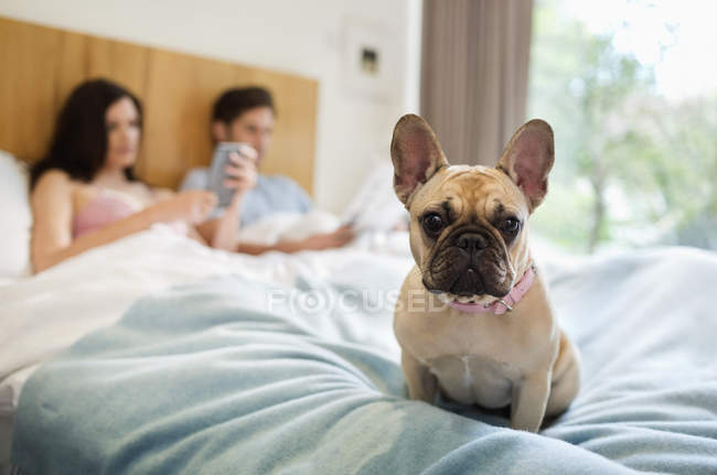 Perro sentado con pareja en la cama en casa moderna - foto de stock