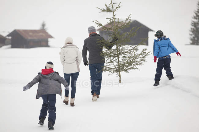 Вид сзади на семью, несущую свежую елку на снежном поле — стоковое фото