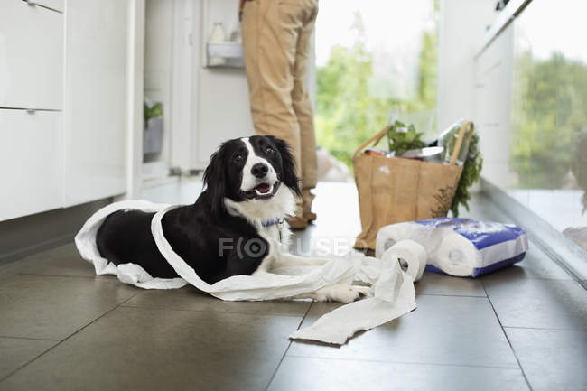 Dog unrolling toilet paper on floor at modern home — Stock Photo