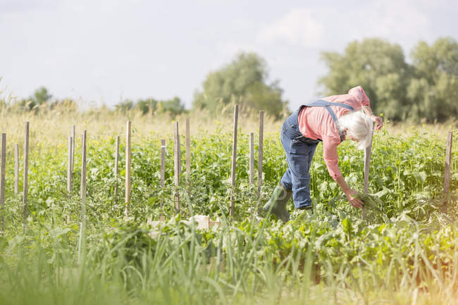 Старшая женщина проверяет растения в солнечном огороде — стоковое фото