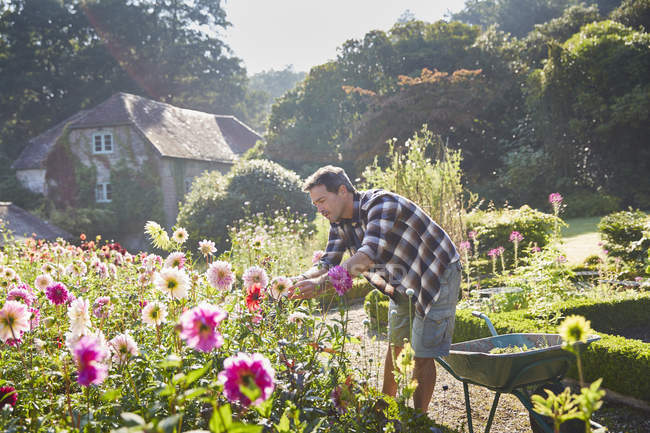 Homem poda flores no jardim ensolarado — Fotografia de Stock