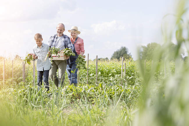 Abuelos y nieto cosechando verduras en un jardín soleado - foto de stock