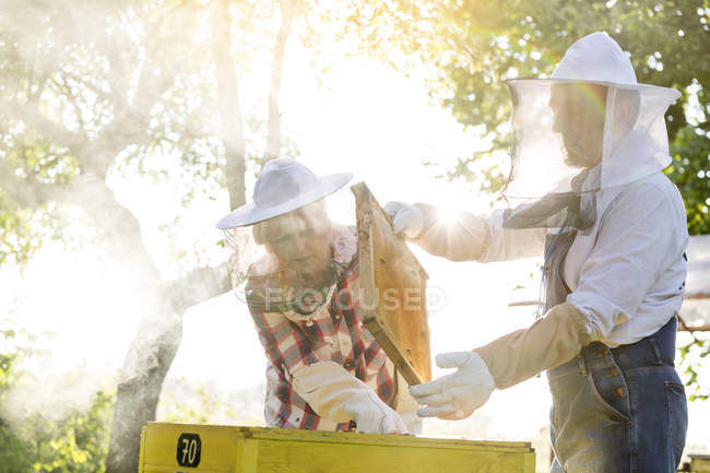 Пчеловоды в защитной одежде осматривают улей — стоковое фото