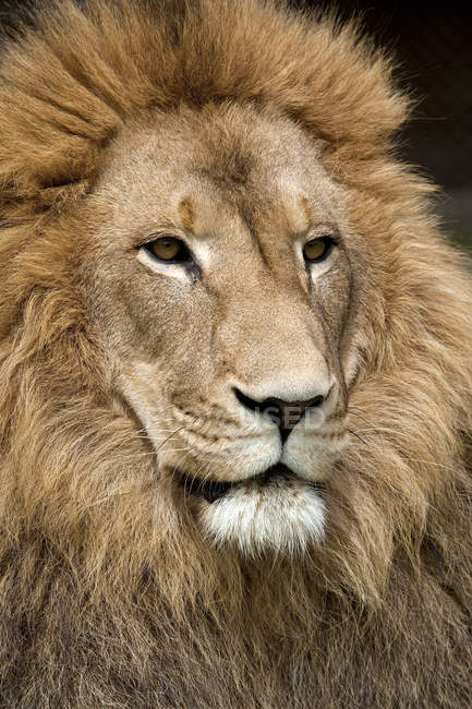 Close up de leão com crina dourada — Fotografia de Stock