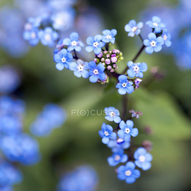 Primer plano de diminutas flores azules que no me olvidan en la rama - foto de stock