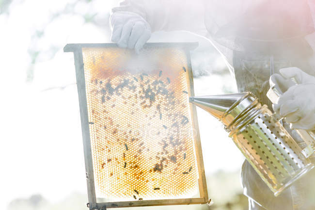 Beekeeper using smoker to calm bees on honeycomb — Stock Photo