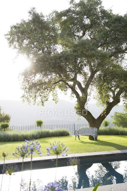 Panca sotto l'albero in giardino calmo — Foto stock