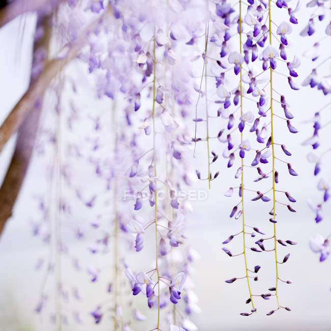 Close up hanging purple wisteria — Stock Photo