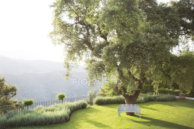 Scenic view of bench under tree in calm park — Stock Photo