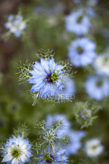 Закрытие цветка голубой нигеллы в дневное время — стоковое фото