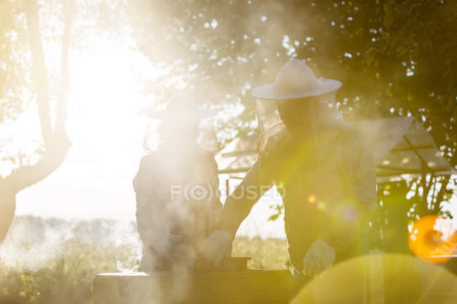 Apicultores en trajes de protección examinando colmenas soleadas - foto de stock