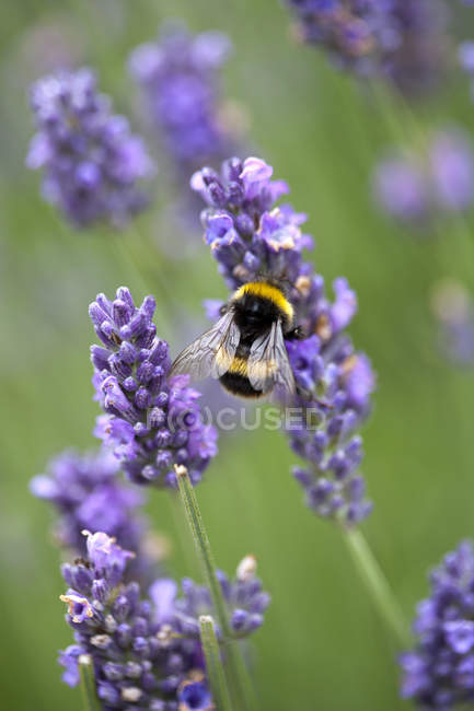 Bumblebee pollinating purple lavender flowers — Stock Photo