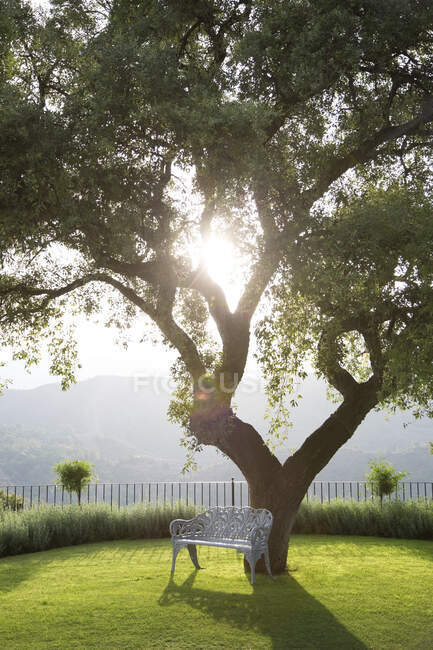 Скамейка под деревом в тихом парке — стоковое фото