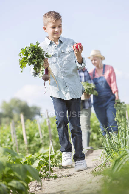 Boy carrying harvested vegetables in sunny garden — Stock Photo