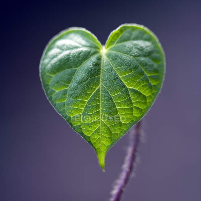 Extremo detalle de cerca de hoja verde en forma de corazón sobre fondo púrpura - foto de stock