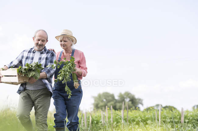 Senior couple harvesting vegetables in garden — Stock Photo