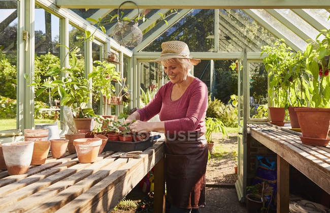 Senior woman potting plants in sunny greenhouse — Stock Photo