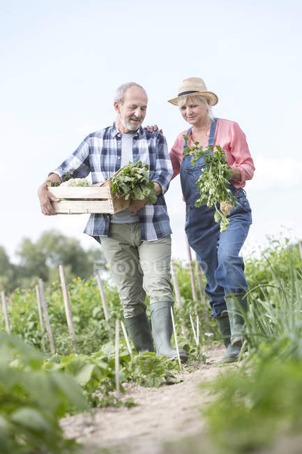 Couple âgé récolte des légumes dans le jardin — Photo de stock