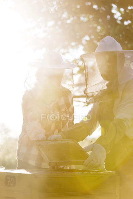 Apicultores examinando colmeia ensolarada — Fotografia de Stock
