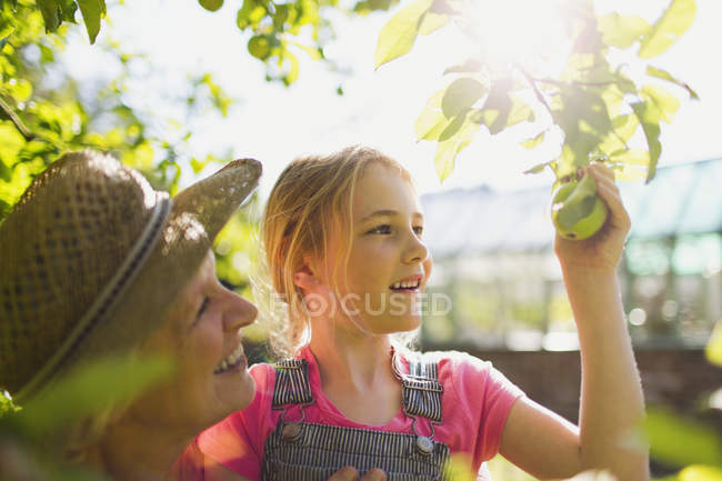Бабушка и внучка собирают яблоко с дерева в солнечном саду — стоковое фото
