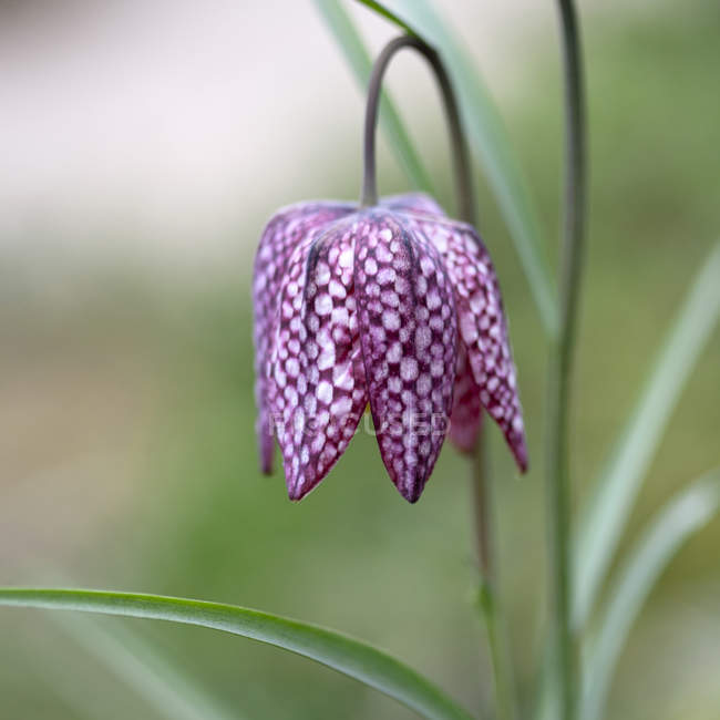 Крупный план фиолетовых и белых змей голова фрикадельки цветок — стоковое фото