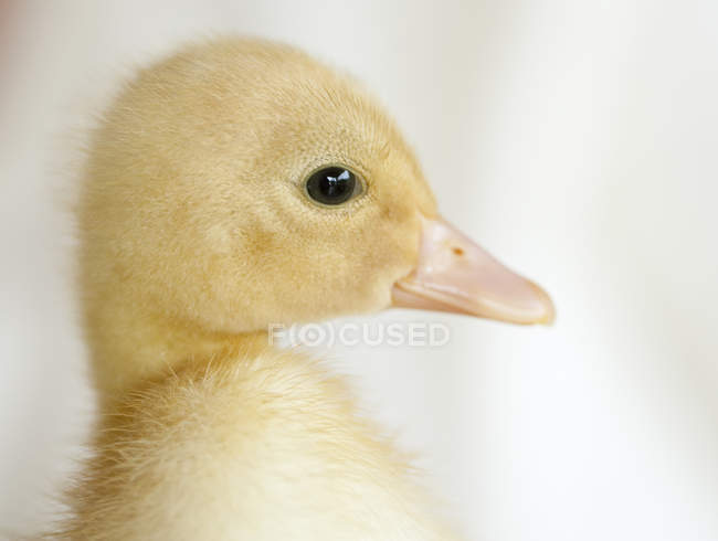 Close up of fuzzy yellow duckling profile — Stock Photo
