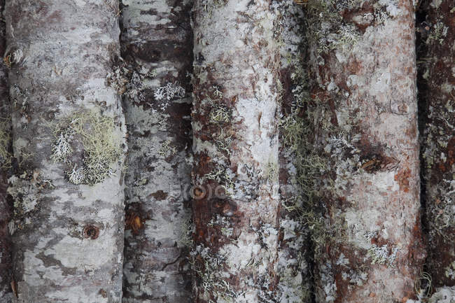 Крупним планом мох на деревах — стокове фото
