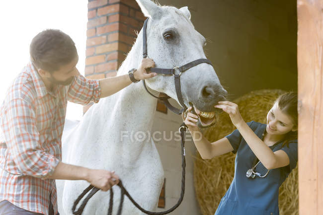Veterinario revisando dientes de caballo - foto de stock