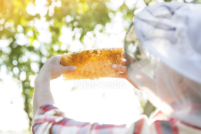 Beekeeper examining honeycomb against tree — Stock Photo