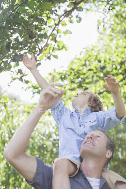 Father carrying son on shoulders below tree — Stock Photo