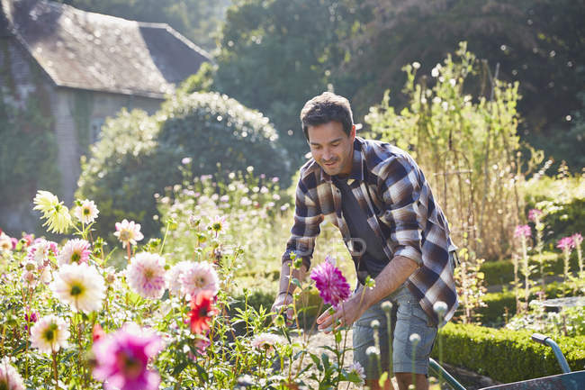 Чоловік обрізає квіти в сонячному саду — стокове фото
