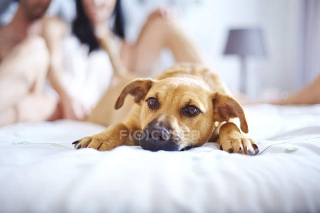 Cute dog laying on bed — Stock Photo