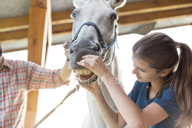 Vétérinaire vérifiant les dents de cheval — Photo de stock