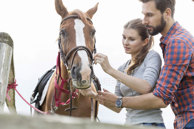 Paar stellt Zaumzeug auf Pferd ein — Stockfoto