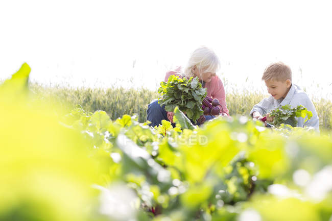 Grandmother and grandson harvesting vegetables in sunny garden — Stock Photo