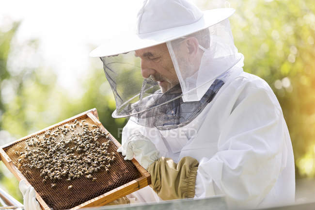 Imker im Schutzanzug begutachtet Bienen auf Waben — Stockfoto