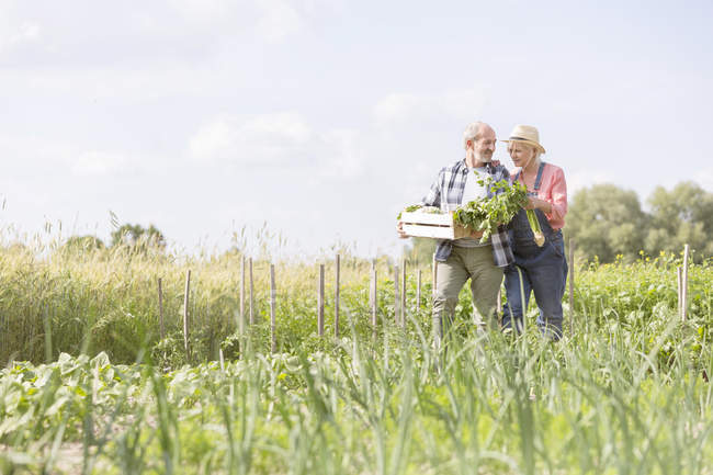Seniorenpaar erntet Gemüse im sonnigen Garten — Stockfoto
