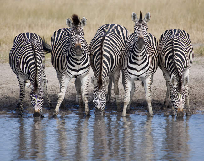 Five zebras in a row at watering hole — Stock Photo