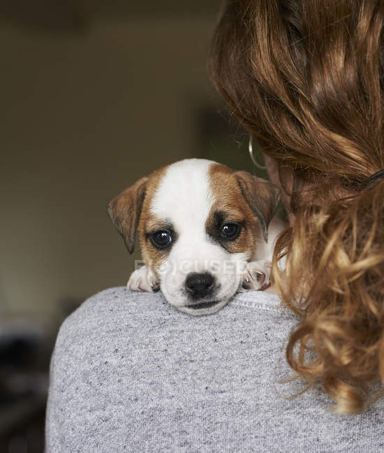 Close up retrato filhote de cachorro sobre o ombro da menina em casa — Fotografia de Stock