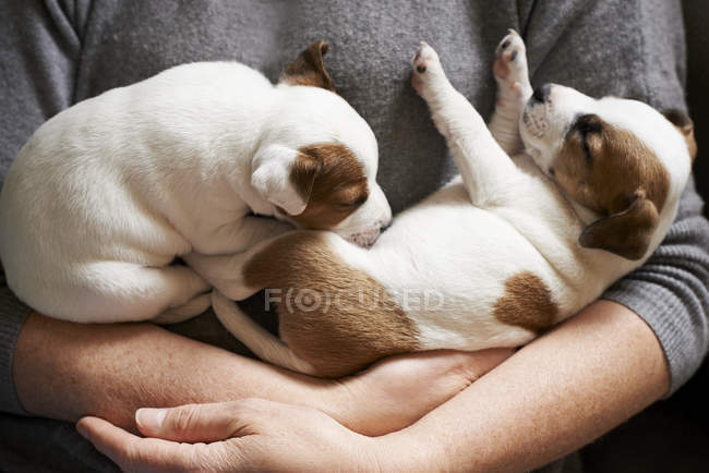 Close up ragazza tenendo cuccioli di sonno a casa — Foto stock