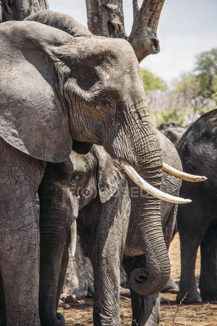 Elefante de madre y bebé, Parque Nacional Chobe, Botswana - foto de stock