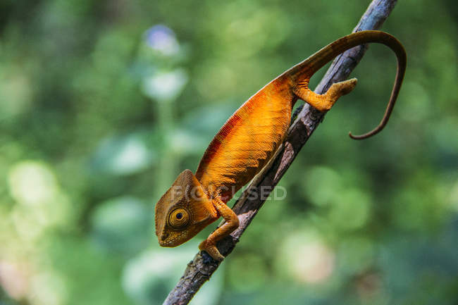 Fechar de camaleão na filial, Madagáscar — Fotografia de Stock