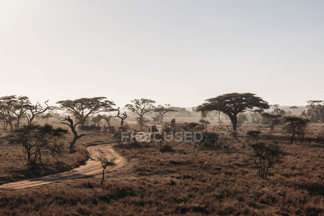 Alberi e strada sterrata nel tranquillo deserto soleggiato, Serengeti, Tanzania — Foto stock