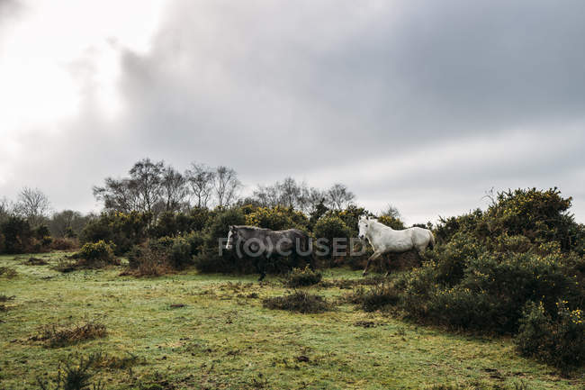 Wild horses walking through bushes into field, New Forest, Reino Unido — Fotografia de Stock