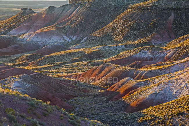 Скам'яніле пофарбовані пустелі Арізона Сполучені Штати ліс Національний парк — стокове фото